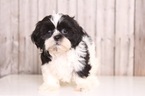 Small Shih Tzu