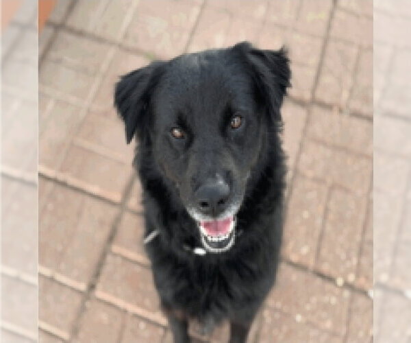 Medium Photo #2 Mutt Puppy For Sale in Lakewood, CO, USA