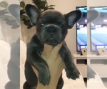 Small Photo #1 French Bulldog Puppy For Sale in ARLINGTON, CA, USA