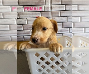 Labradoodle Puppy for Sale in ALBUQUERQUE, New Mexico USA