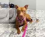 Small #16 Bullboxer Pit