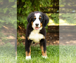 Small #1 Bernese Mountain Dog