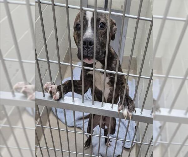 Medium Photo #1 American Pit Bull Terrier Puppy For Sale in Decatur, IL, USA