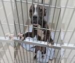 Small American Pit Bull Terrier