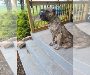Mother of the Presa Canario puppies born on 04/18/2021