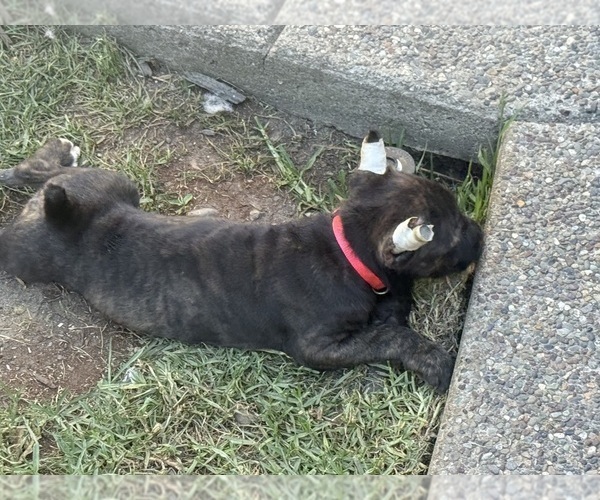 Medium Photo #5 Cane Corso Puppy For Sale in LIVERMORE, CA, USA