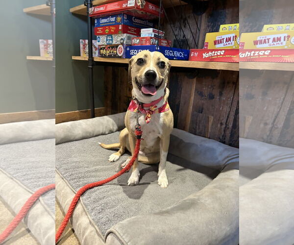 Medium Photo #5 Beagle-Unknown Mix Puppy For Sale in Greenville, SC, USA