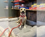 Small #4 Beagle Mix