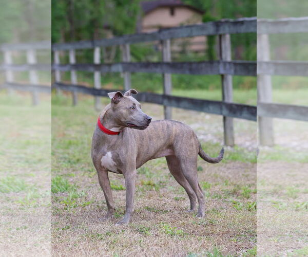 Medium Photo #2 Mutt Puppy For Sale in  Gainesville, FL, USA