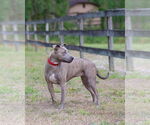Small #1 Mutt