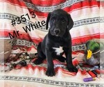 Puppy Mr White Labrador Retriever