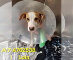 Small #2 American Staffordshire Terrier Mix