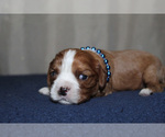 Small #1 Cavalier King Charles Spaniel