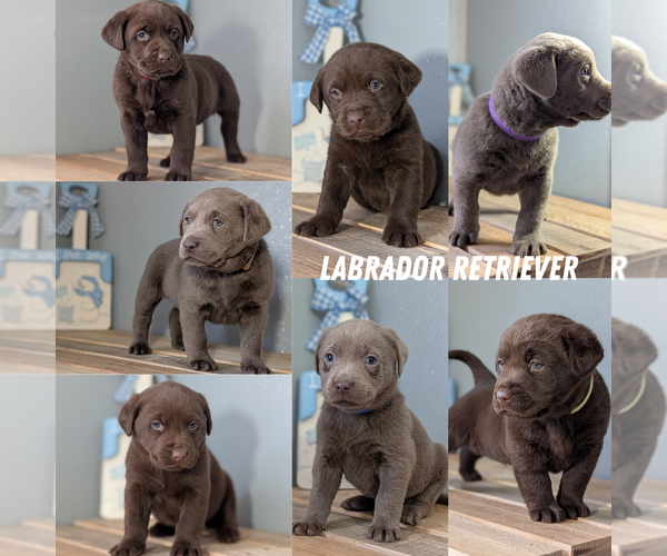 Medium Photo #43 Labrador Retriever Puppy For Sale in GOSHEN, IN, USA