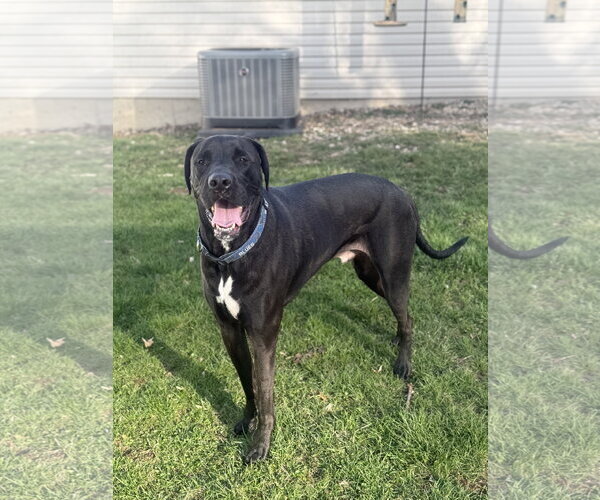 Medium Photo #4 Mastador Puppy For Sale in Fenton, MO, USA