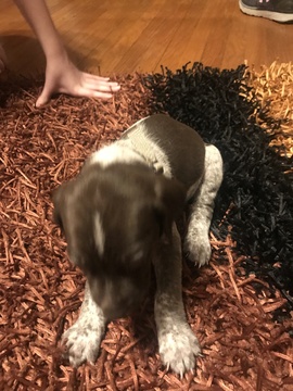 Medium Photo #1 German Shorthaired Pointer Puppy For Sale in TAYLORVILLE, IL, USA