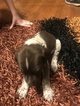 Small Photo #1 German Shorthaired Pointer Puppy For Sale in TAYLORVILLE, IL, USA