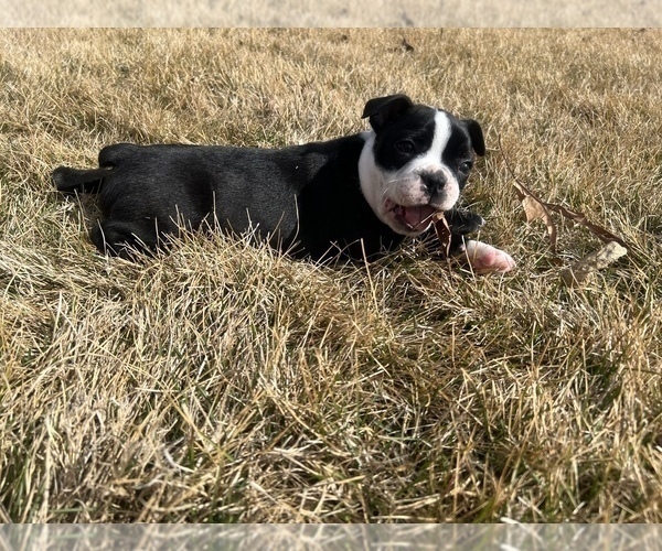 Medium Photo #22 Boston Terrier Puppy For Sale in GENOA, NE, USA
