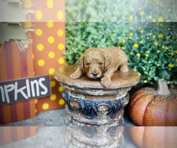 Medium Photo #4 Goldendoodle (Miniature) Puppy For Sale in SAINT JAMES, MO, USA