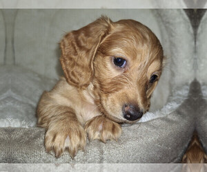Dachshund Puppy for sale in BRISTOL, TN, USA