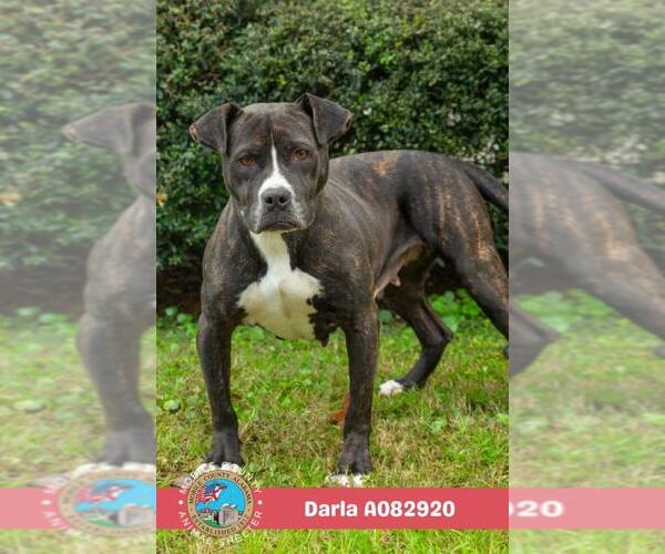 Medium Photo #2 American Bulldog-Unknown Mix Puppy For Sale in Mobile, AL, USA