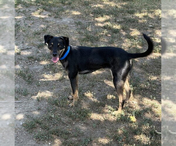 Medium Photo #1 Chihuahua-German Shepherd Dog Mix Puppy For Sale in Riverside, CA, USA