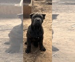 Small #4 Cane Corso