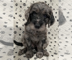 Goldendoodle Litter for sale in CENTURIA, WI, USA