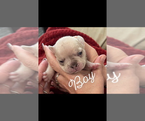 French Bulldog Puppy for sale in MARSHVILLE, NC, USA