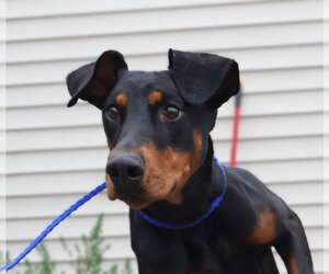 Doberman Pinscher Dogs for adoption in Omaha, NE, USA