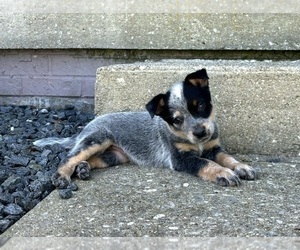 Australian Cattle Dog Puppy for sale in FRANKLIN, IN, USA