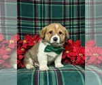 Small Photo #1 Pembroke Welsh Corgi Puppy For Sale in BIRD IN HAND, PA, USA