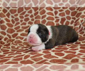 Boston Terrier Puppy for sale in BROOKSVILLE, FL, USA