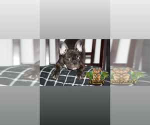 French Bulldog Puppy for sale in SPRING VALLEY, CA, USA