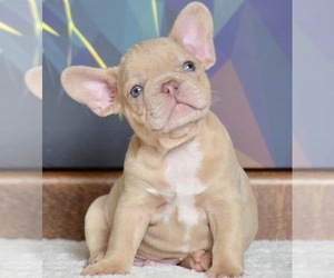 French Bulldog Litter for sale in SUSSEX, WI, USA