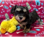 Small #6 Havanese