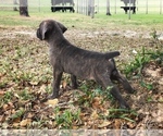Small Photo #2 Cane Corso Puppy For Sale in EUSTIS, FL, USA
