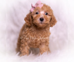Small Photo #71 Maltipoo (Miniature) Puppy For Sale in WARSAW, IN, USA