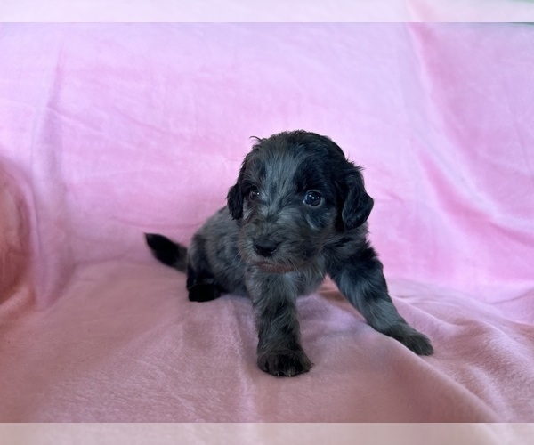 Medium Photo #39 Goldendoodle Puppy For Sale in CHIPLEY, FL, USA
