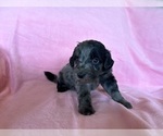 Small #2 Goldendoodle