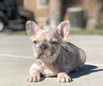 Image preview for Ad Listing. Nickname: Female Frenchie