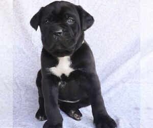 Cane Corso Puppy for sale in NARVON, PA, USA