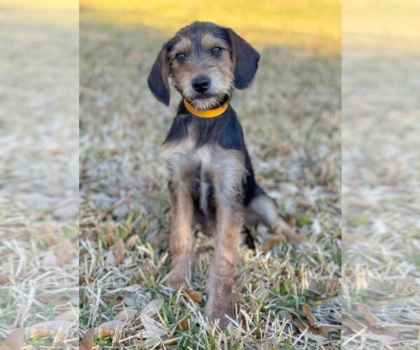 Medium Photo #5 Mutt Puppy For Sale in PIPE CREEK, TX, USA