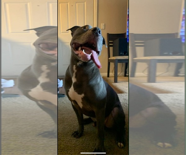 Medium Photo #2 American Pit Bull Terrier-Unknown Mix Puppy For Sale in Germantown, OH, USA