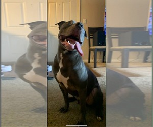 Wino - Male American Pit Bull Terrier-Unknown Mix Dog for Adoption - Photo #2