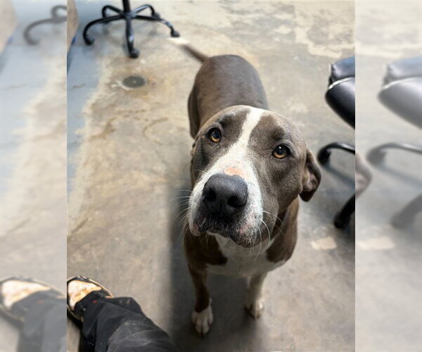 Medium Photo #1 American Staffordshire Terrier-Siberian Husky Mix Puppy For Sale in Tallahassee, FL, USA