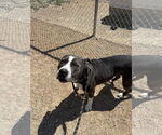 Small American Pit Bull Terrier