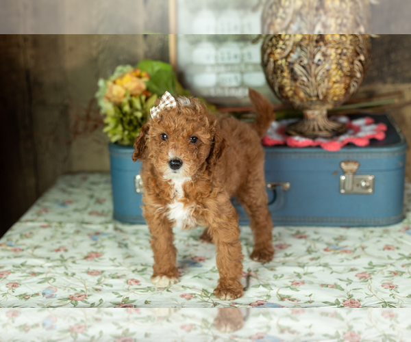 Medium Photo #3 Miniature Labradoodle Puppy For Sale in NAPPANEE, IN, USA
