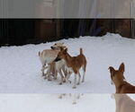 Small #24 Saluki-Whippet Mix