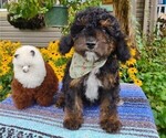 Puppy 5 Cavachon-Poodle (Miniature) Mix